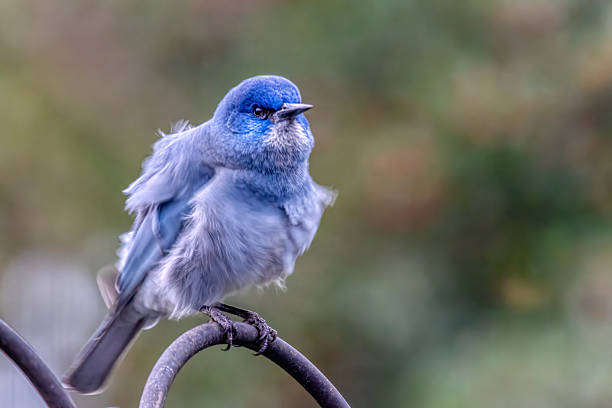 istock pinyon jay, West Vancouver, BC, Canada 2211852753