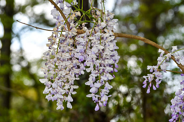 istock Spring Flowers - Wisteria 2211852982