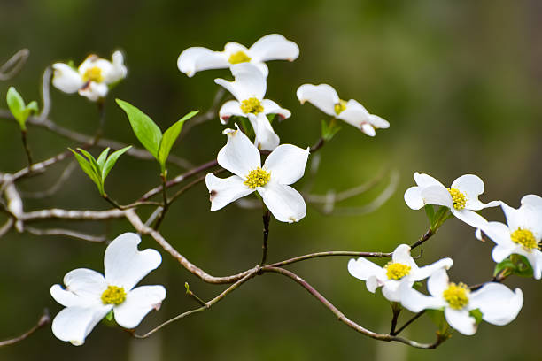 istock Spring Flowers - Flowering Dogwood 2211853063