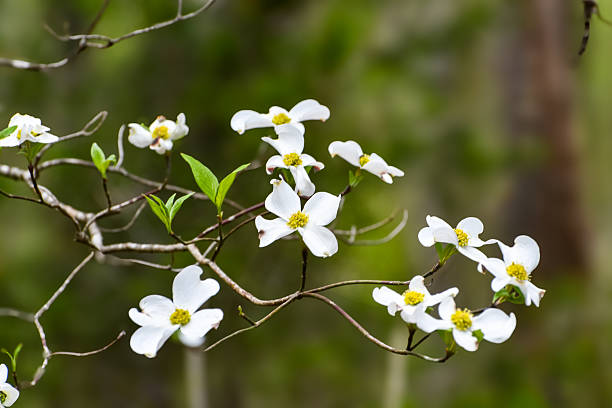 istock Spring Flowers - Flowering Dogwood 2211853138
