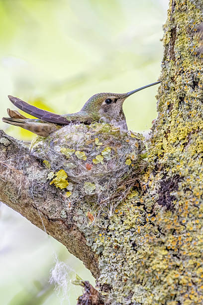 istock Female Anna's Hummingbird hatching eggs 2211853262