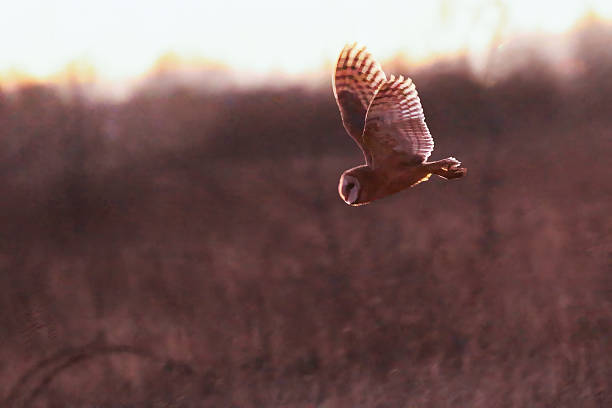 istock barn owl flying in Boundary Bay Beach, Delta, BC, Canada 2211853402