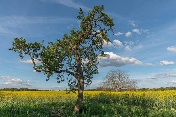 Location: Dargen - Names: Achterland - Architectural specs: deer stand, tree stand - leisure activities: Via Baltica, long distance path, hiking trail, Way of Saint James, pilgrim walk, hiking