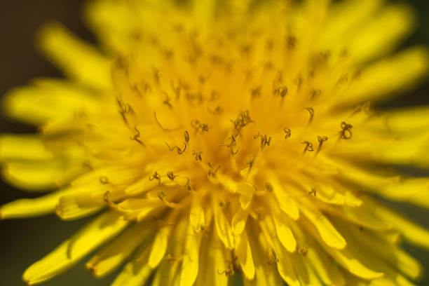 yellow dandelion flower on a green background.
