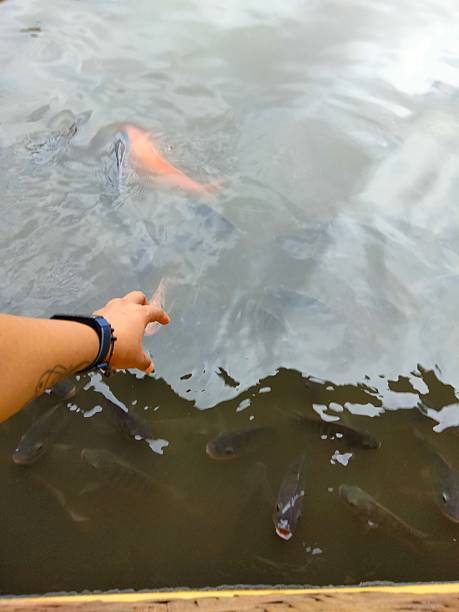 A hand reaching out over water with several fish swimming below.