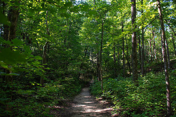 istock Hiking path through Sumter National Forest in Oconee County, South Carolina 2211857285