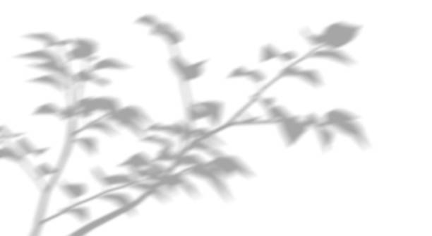 istock Shadow blurry plants leaves moving cutout white backgrounds 3d render 2211858429