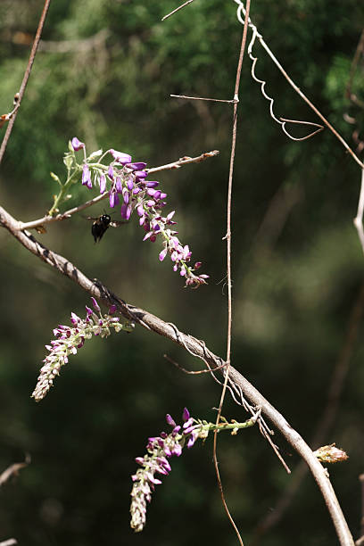 A bumblebee flying amongst flowers of a wisteria.