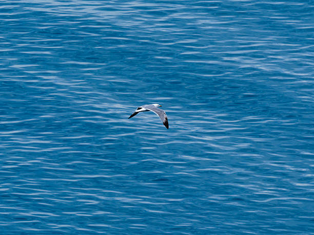 istock seagull flying over the sea 2211861013
