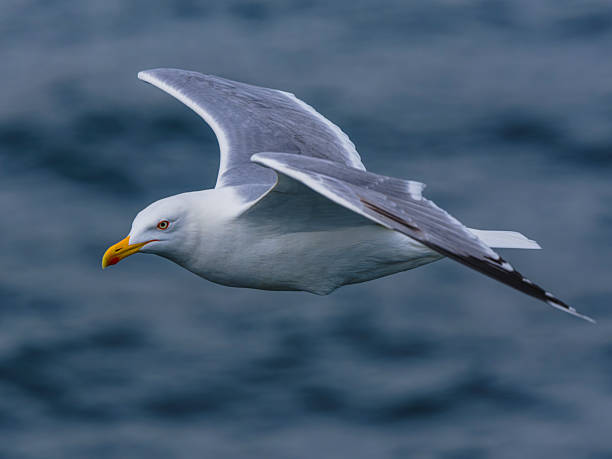 istock seagull flying over the sea 2211861091
