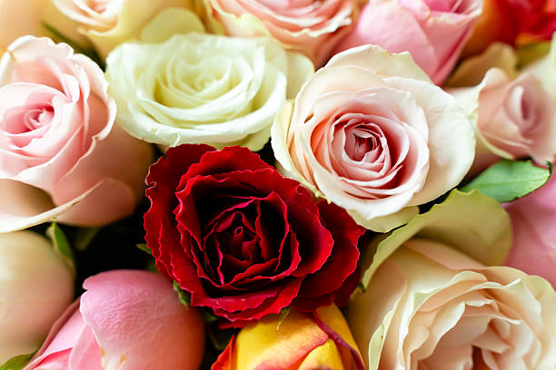 istock floral backdrop composed of a diverse array of rose blooms, ranging from vivid reds and pinks to delicate pastels 2211861539