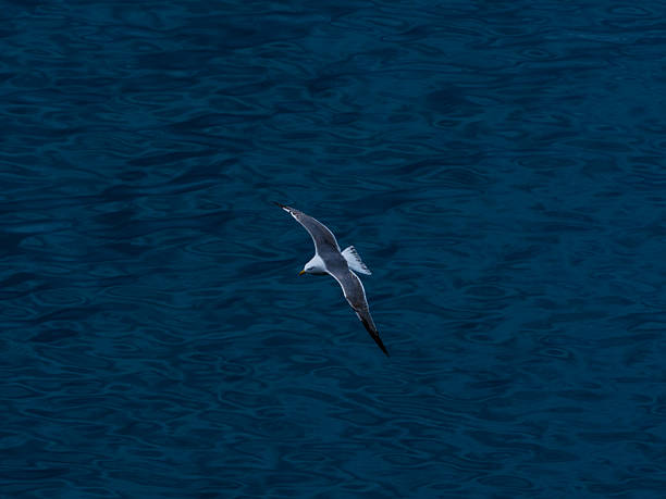 istock seagull flying over the sea 2211861761