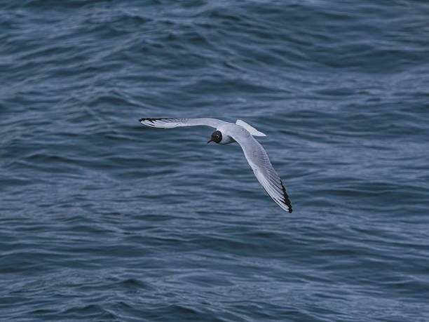 istock seagull flying over the sea 2211862283