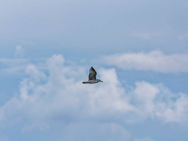 istock seagull flying in the sky 2211862365