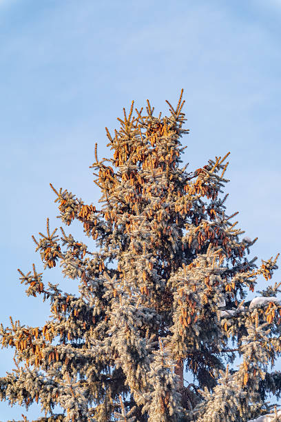 istock Green spruce branches with needles and cones against a blue sky in winter. Many cones on spruce. Fir tree. 2211863587