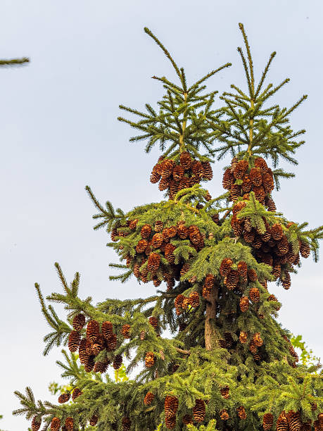 istock Fresh fir branches with green needles and brown cones. 2211866576