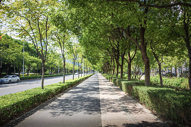 istock Serene Urban Pathway Surrounded by Lush Green Trees in Bright Sunlight 2211869292