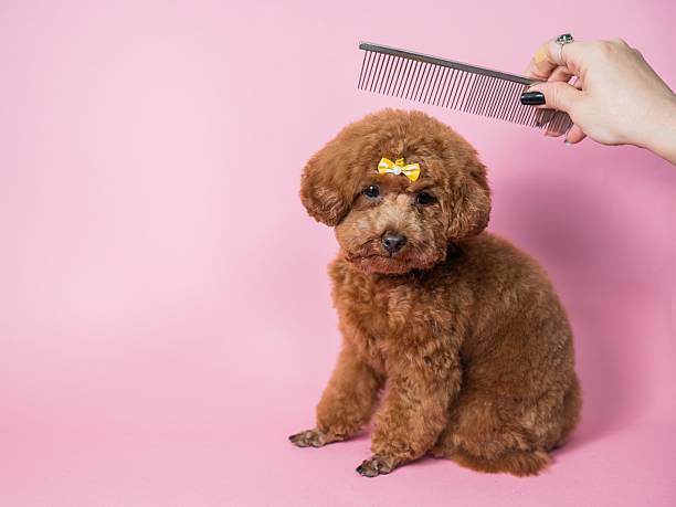 istock Woman combing a mini poodle on a pink background. 2211870351