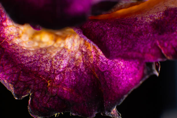 Dried single pink rose macro shot. Abstract nature background.