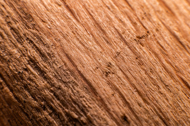 Wood structure. Cross-section of a log showing the pattern and texture created over the years.