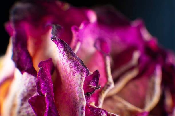 Dried pink rose. Single dried rose bud macro shot with detailed texture.