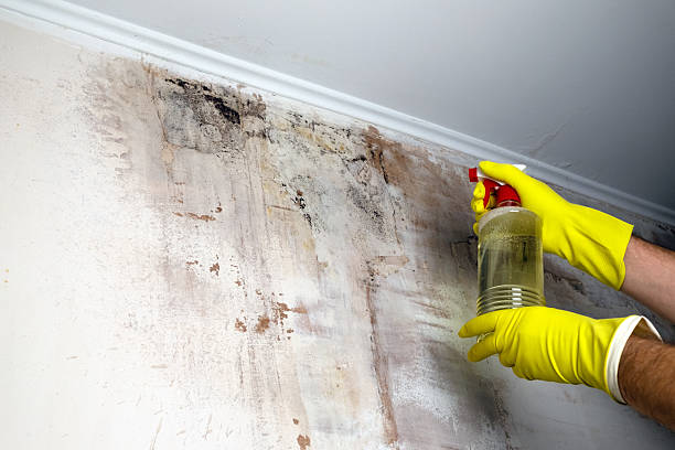 istock A man in yellow protective gloves removes mold from a wall using special chemicals 2211874203