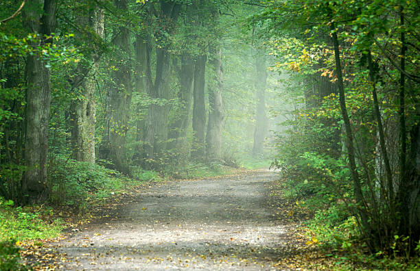 istock Avenue in old foggy forest 2211874751