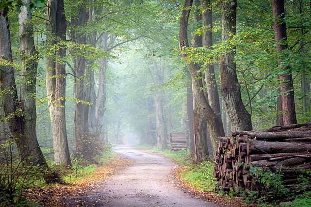 Avenue in old foggy forest
