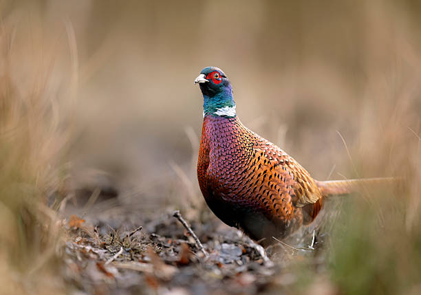 istock Ringneck Pheasant (Phasianus colchicus) male close up 2211874990