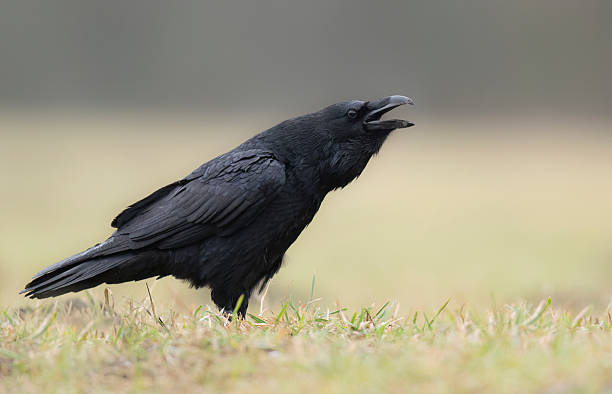 istock Raven bird ( Corvus corax ) close up 2211874991