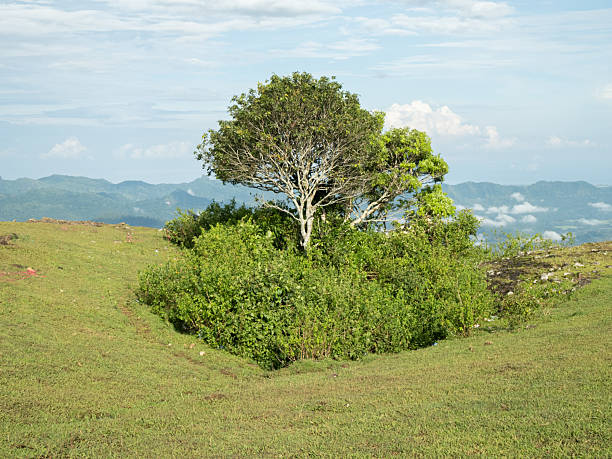 natural scenery of hills with green grass and trees with a slightly cloudy blue sky