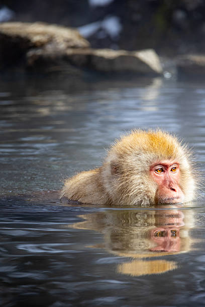 istock Majestic Japanese macaque enjoying a tranquil soak in a steaming hot spring surrounded by nature's beauty 2211875857