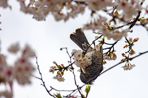 istock Cherry blossom tree hosts lively interaction between bird and delicate flowers under a cloudy sky in Japan 2211875868