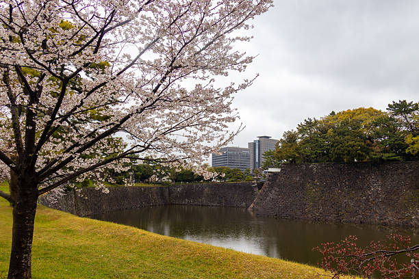 Cherry blossoms bloom vibrantly along a tranquil moat, reflecting the beauty of a historic castle juxtaposed against the backdrop of a bustling city in springtime.