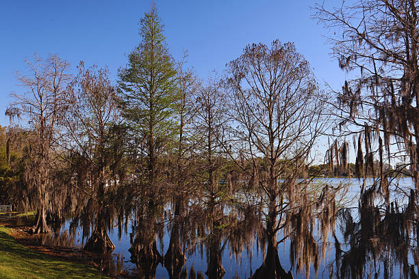 A scenic view of the lake, trees and blue sky in Orlando Florida