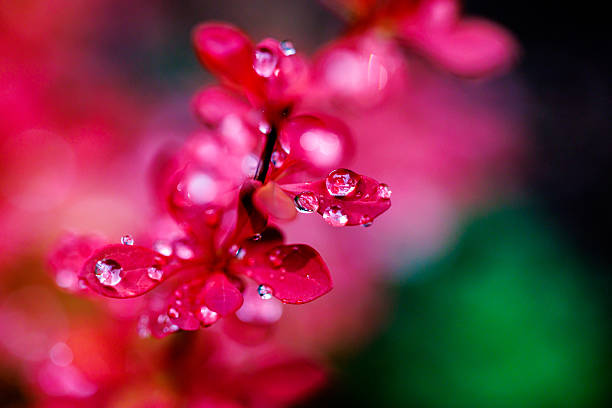 A single red tiger lily petal with water drops.