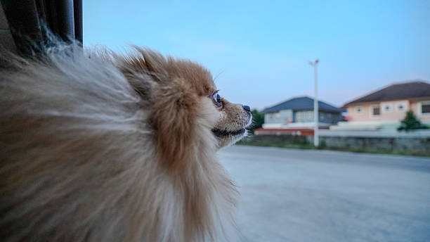 istock Dog in car look out-side. 2211878452