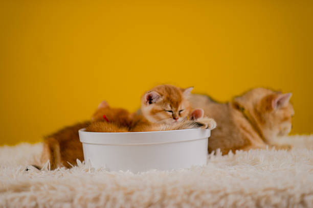 Fluffy orange cat, cute pet, cute animals, friendly and peaceful creatures, photo in studio