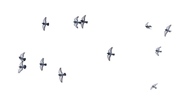 istock A flock of birds flying in the sky 2211880274