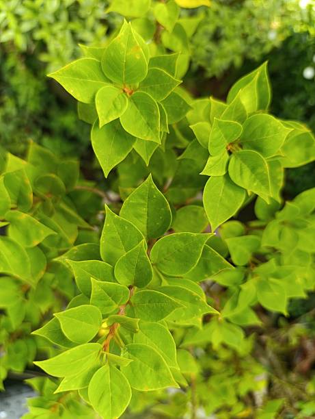 istock Bright green, glossy leaves densely arranged on stems 2211880613