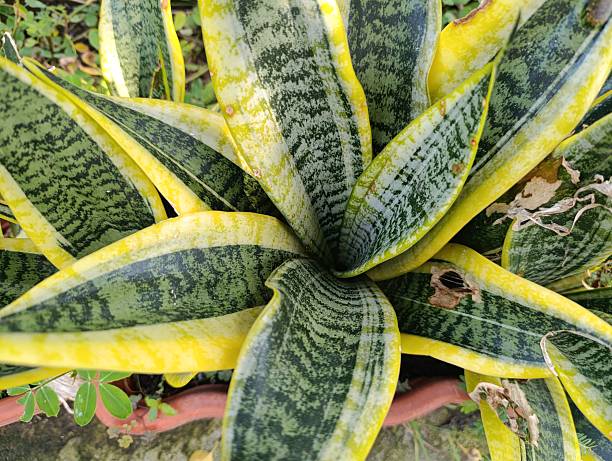 istock A snake plant (Dracaena trifasciata) with yellow-edged, green leaves 2211880652