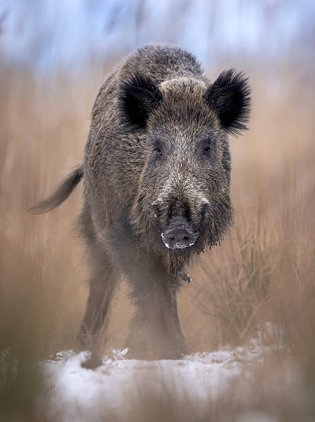 istock Wild boar in winter scenery ( Sus scrofa ) 2211881291