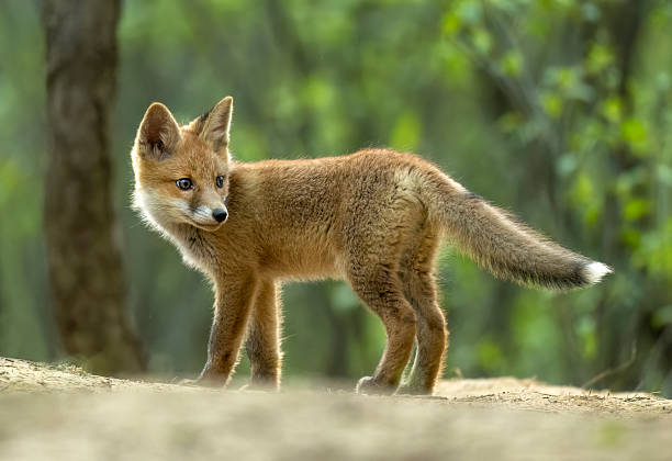 istock Cute young red fox in the forest ( Vulpes vulpes ) 2211881956