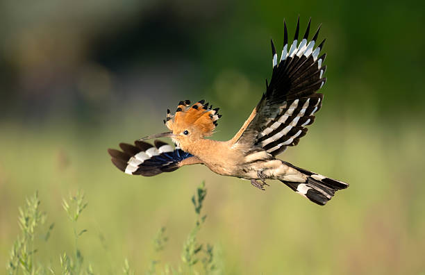 istock Eurasian hoopoe bird in flight close up ( Upupa epops ) 2211882744