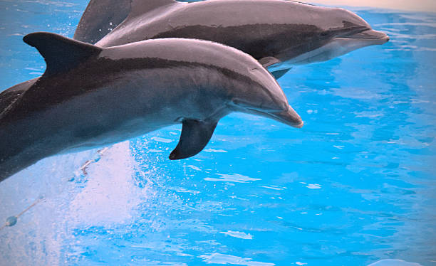 istock Dolphins in pool, Loro Park, Tenerife, Spain 2211883100