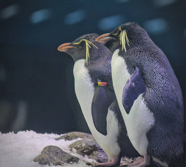 istock Penguins , Tenerife, Spain 2211883146