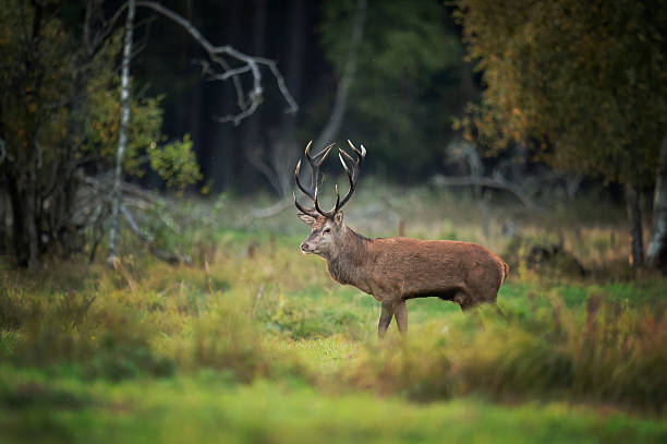 istock European deer male buck ( Cervus elaphus ) during rut 2211883304