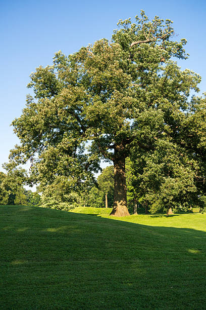 istock Newark Earthworks in Heath Ohio 2211883331