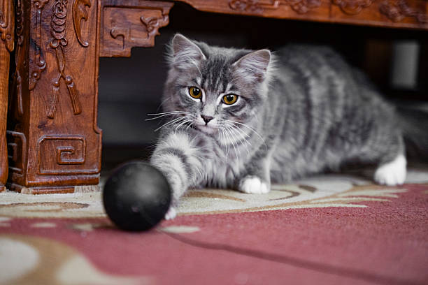 A happy and playful cat