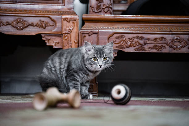 A happy and playful cat